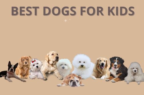 10 Best Dog Breeds for Kids