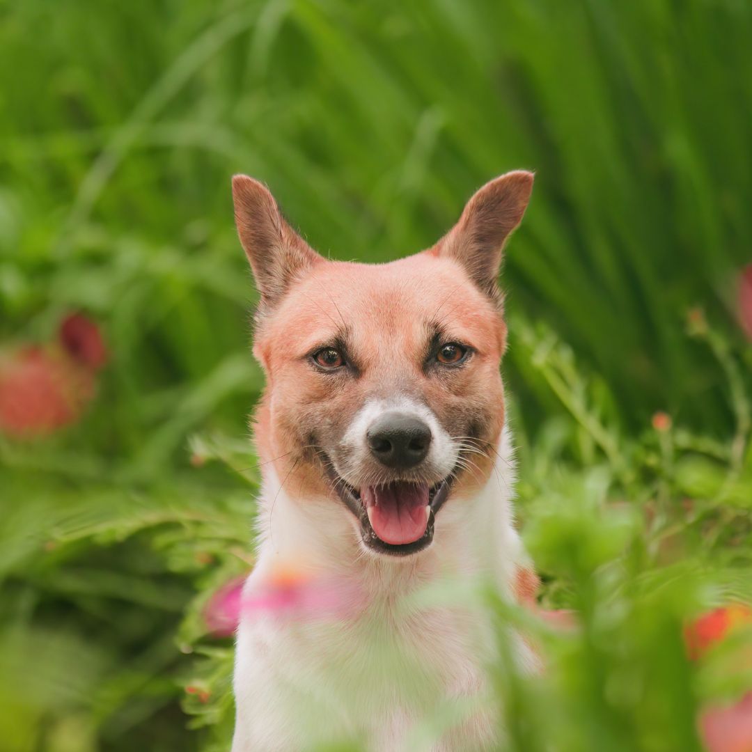 dogs and positive energy