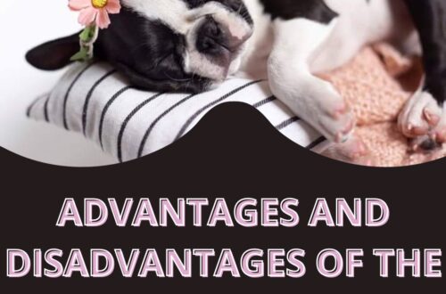 ADVANTAGES AND DISADVANTAGES OF THE BOSTON TERRIER BREED