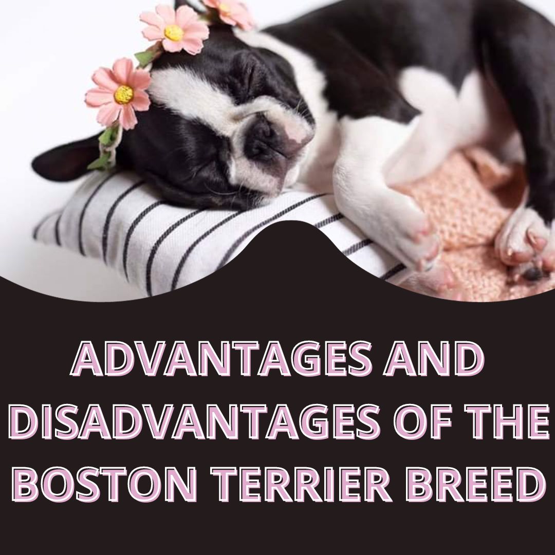 ADVANTAGES AND DISADVANTAGES OF THE BOSTON TERRIER BREED