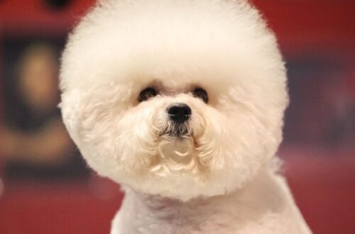 Bichon freese