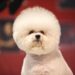 Bichon freese