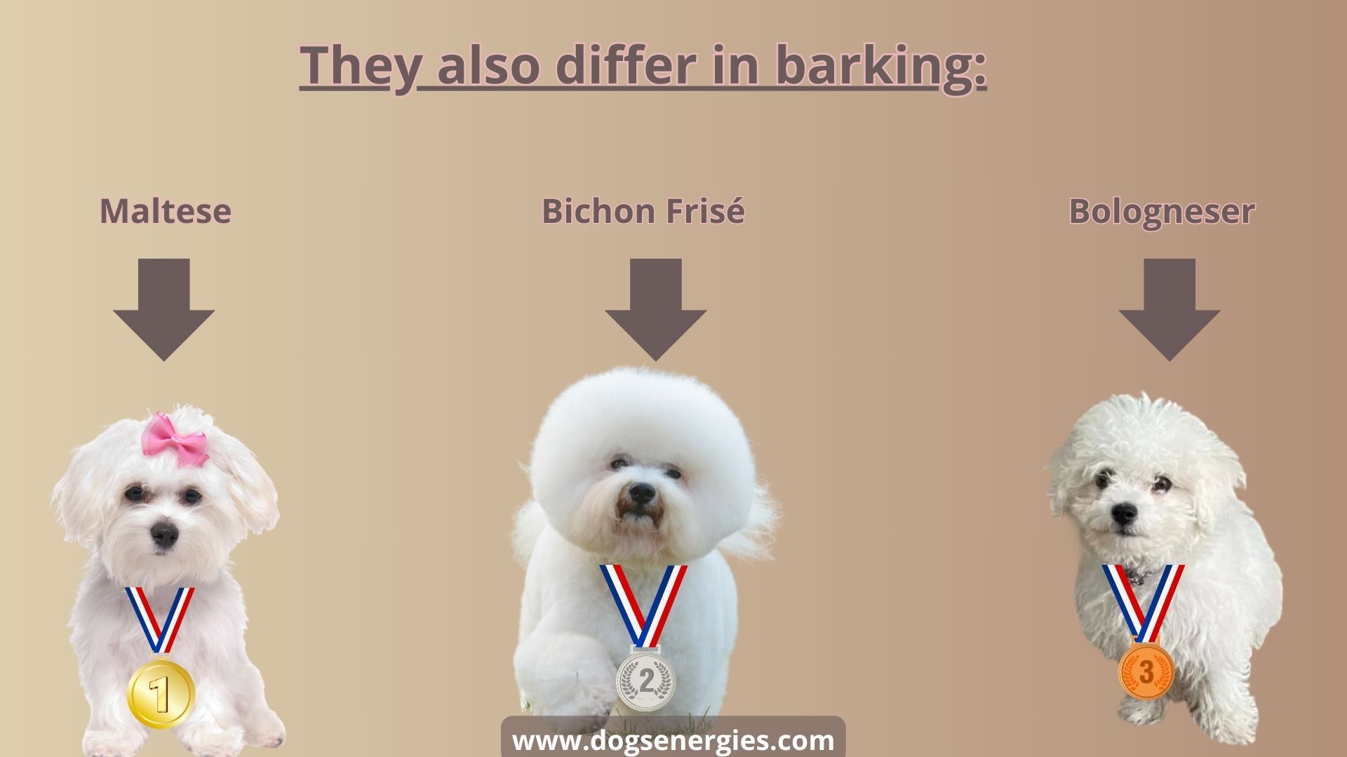 SIMILARITIES AND DIFFERENCES BETWEEN THE MALTESE, BOLOGNESE DOG, AND