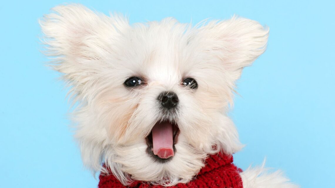 Owner thinking while choosing the perfect name for a dog, highlighting the importance of selecting a clear and simple dog name