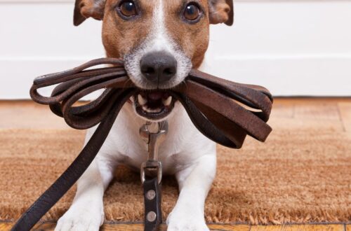 HOW TO TEACH YOUR DOG TO WALK ON A LEASH