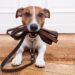 HOW TO TEACH YOUR DOG TO WALK ON A LEASH