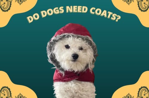 DO DOGS NEED COATS