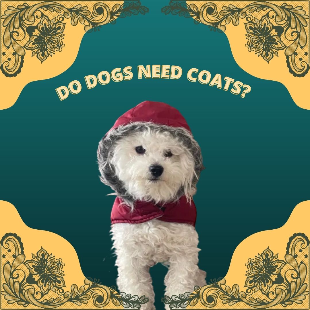 DO DOGS NEED COATS