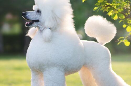 THE DOG THAT FEELS YOUR EMOTIONS