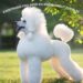 THE DOG THAT FEELS YOUR EMOTIONS