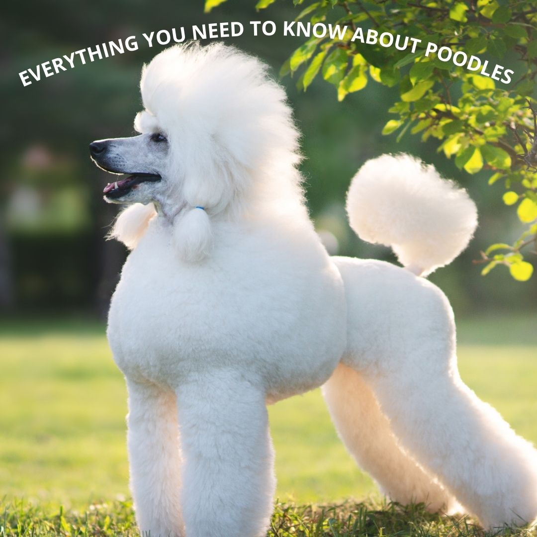 THE DOG THAT FEELS YOUR EMOTIONS