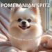 A SMALL DOG WITH A BIG HEART