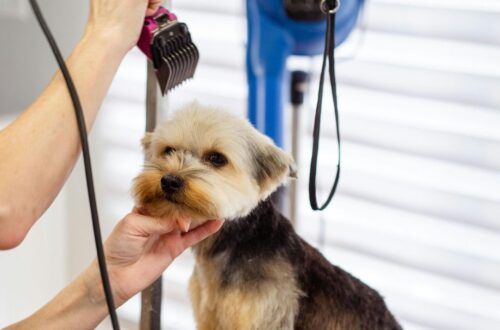 Best Dog Clippers for Home Grooming