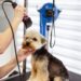 Best Dog Clippers for Home Grooming