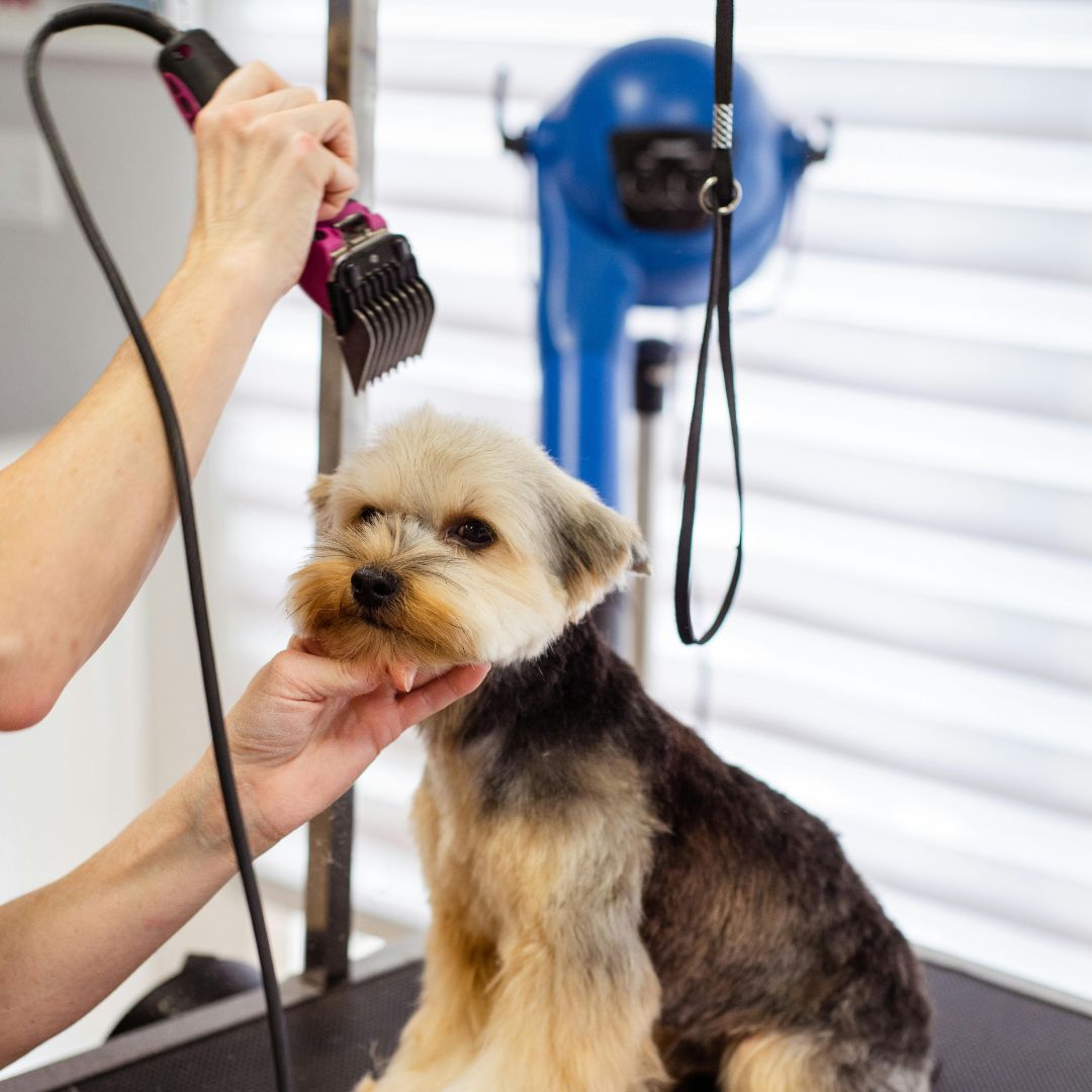 Best Dog Clippers for Home Grooming