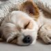 A puppy sleeping peacefully in its own bed – a proper sleep routine for a healthy and happy puppy
