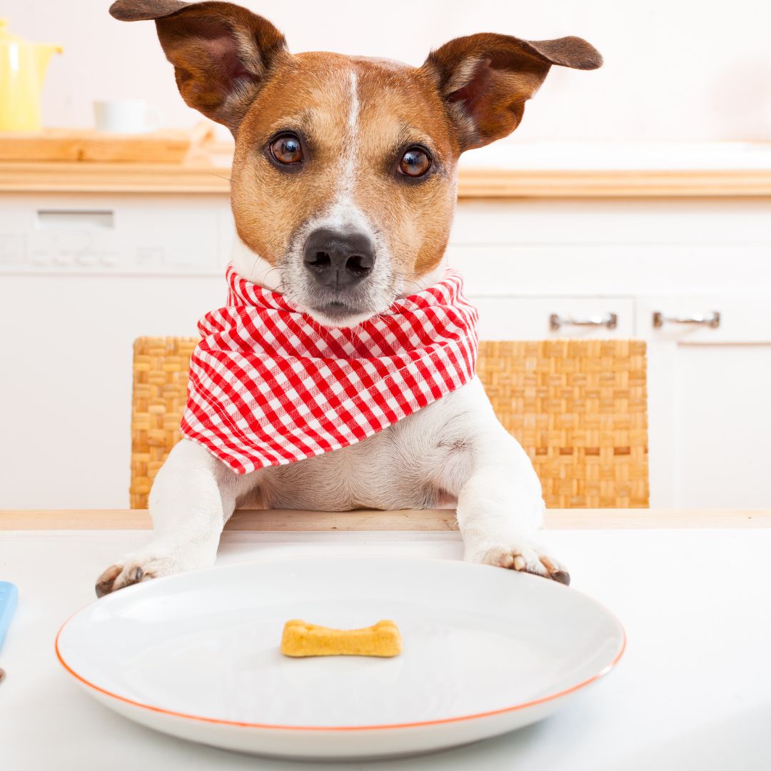 Dangerous human foods that dogs should never eat, including chocolate, grapes, onions, and cooked bones