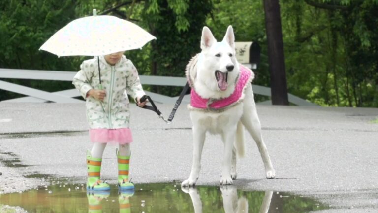 A calm dog spending time with a child in a family home