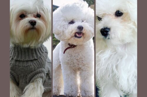 Maltese, Bolognese dog, and Bichon Frisé sitting side by side showing differences in size and coat