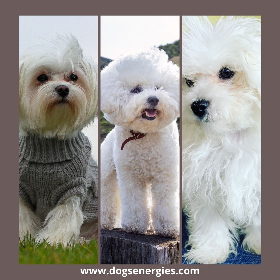 Maltese, Bolognese dog, and Bichon Frisé sitting side by side showing differences in size and coat
