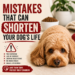 mistakes that can shorten your dog's life sad small dog warning sign