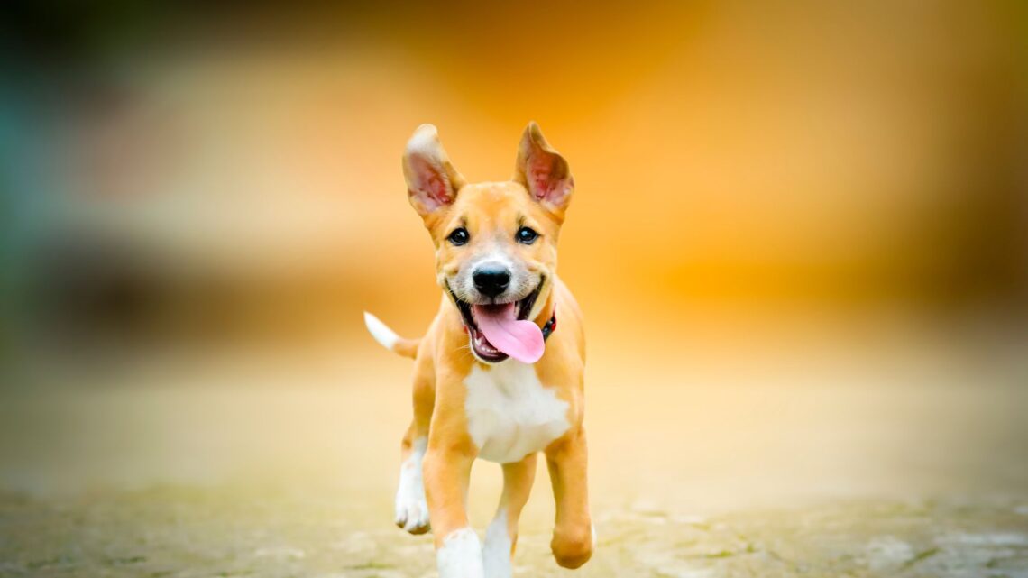 First-time dog owner preparing home and supplies before bringing a dog home