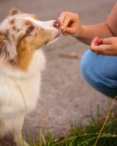 What is a reward for a dog – rewarding a dog with a treat during training