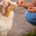 What is a reward for a dog – rewarding a dog with a treat during training