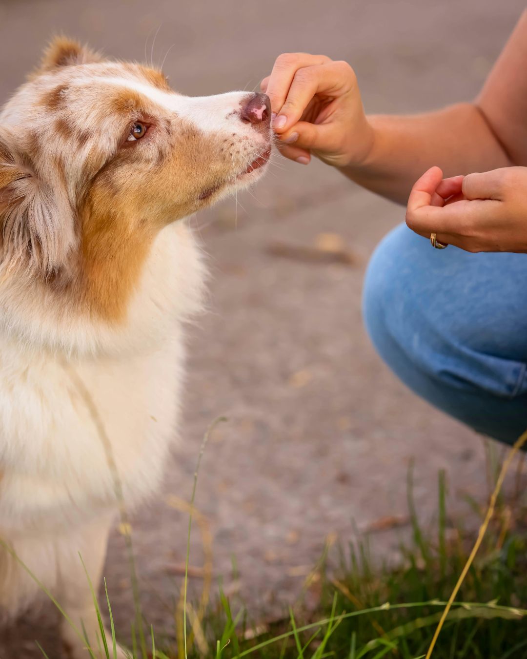What is a reward for a dog – rewarding a dog with a treat during training