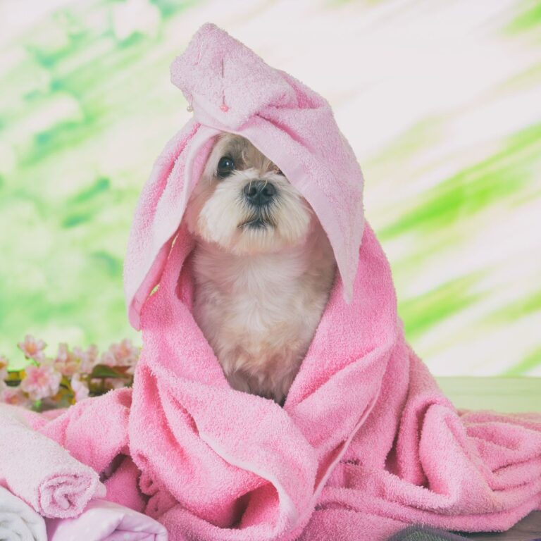 Maltese dog with long white coat sitting indoors