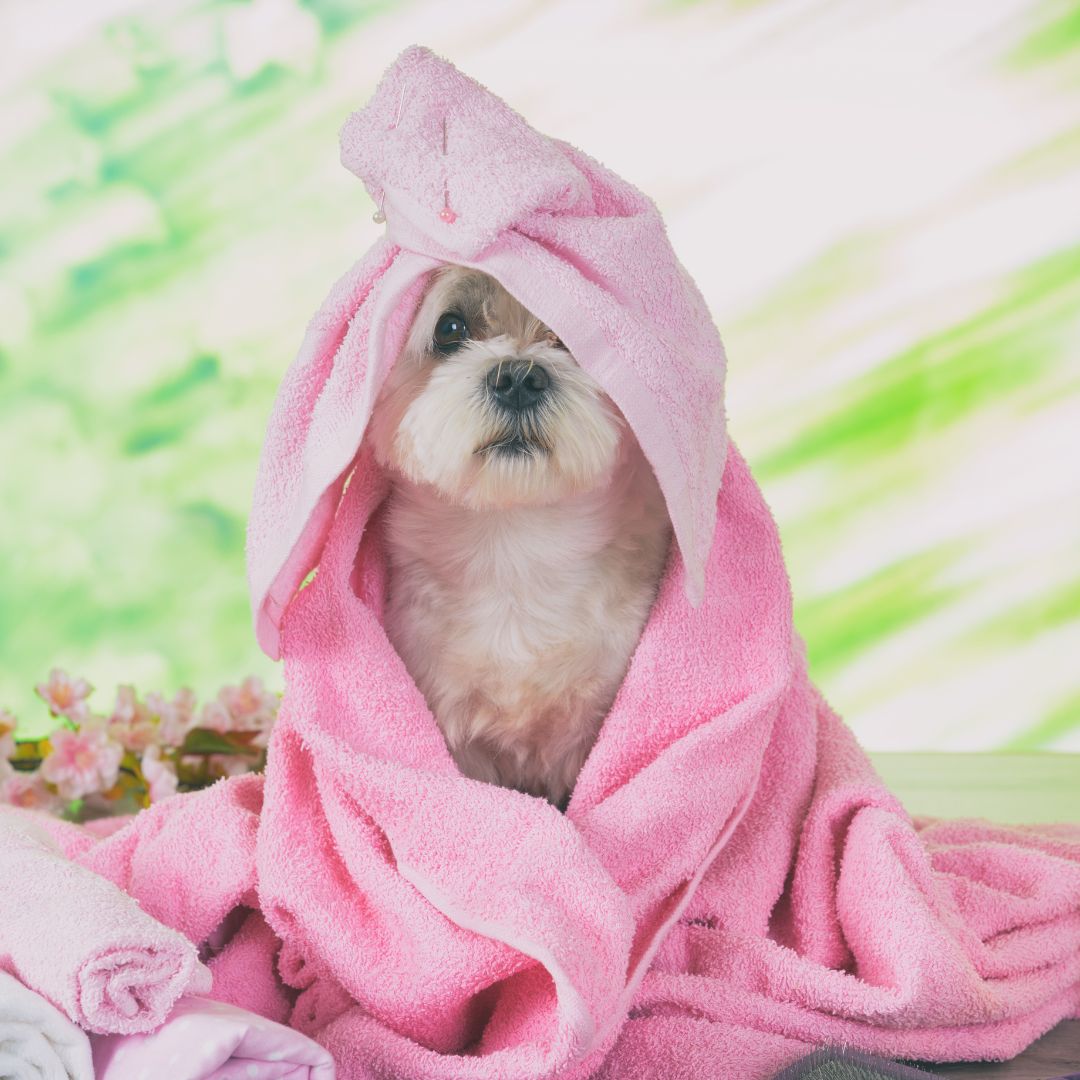 Maltese dog with long white coat sitting indoors
