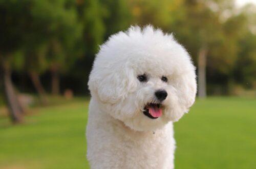 Bichon Frise – small white dog with a curly coat