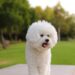 Bichon Frise – small white dog with a curly coat