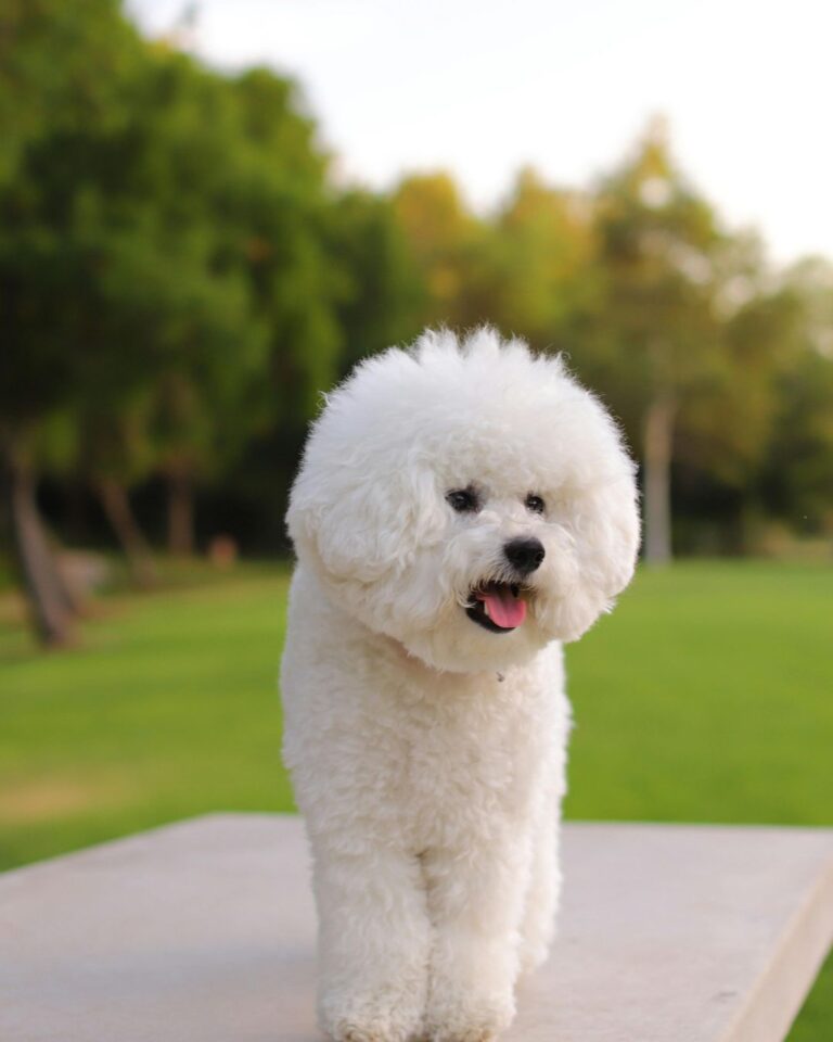 Bichon Frise – small white dog with a curly coat