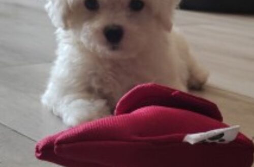 White Bolognese dog sitting indoors, small hypoallergenic companion breed ideal for apartment living