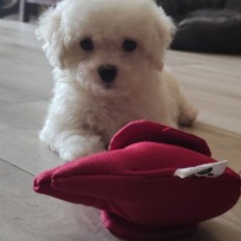White Bolognese dog sitting indoors, small hypoallergenic companion breed ideal for apartment living