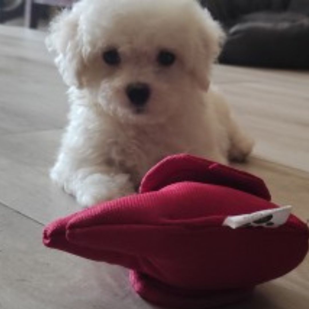 White Bolognese dog sitting indoors, small hypoallergenic companion breed ideal for apartment living
