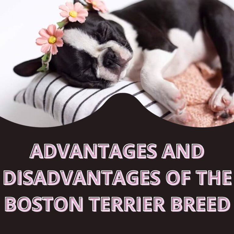Black and white Boston Terrier sitting on couch looking at camera