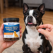 Happy active dog playing while supporting joint health with dog joint supplement