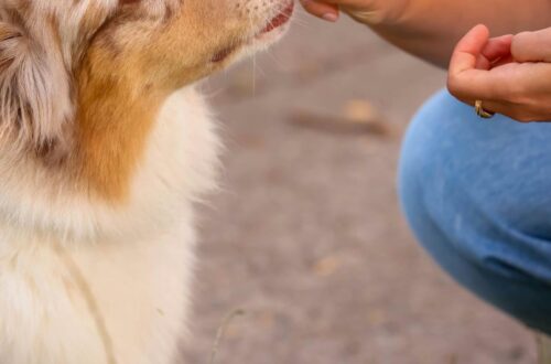 homemade dog treats healthy recipe for dogs