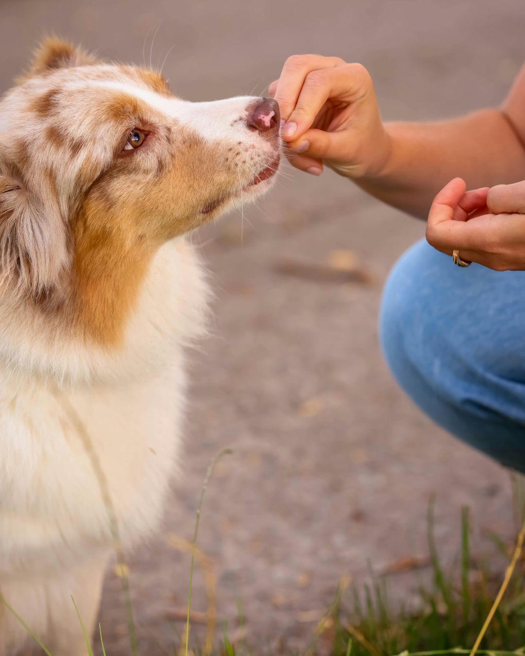 homemade dog treats healthy recipe for dogs