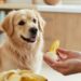 dog eating banana safely small breed healthy snack