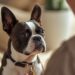 dog looking at owner with trust and calm expression