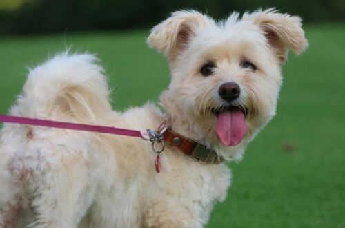 dog pulling on leash training step by step