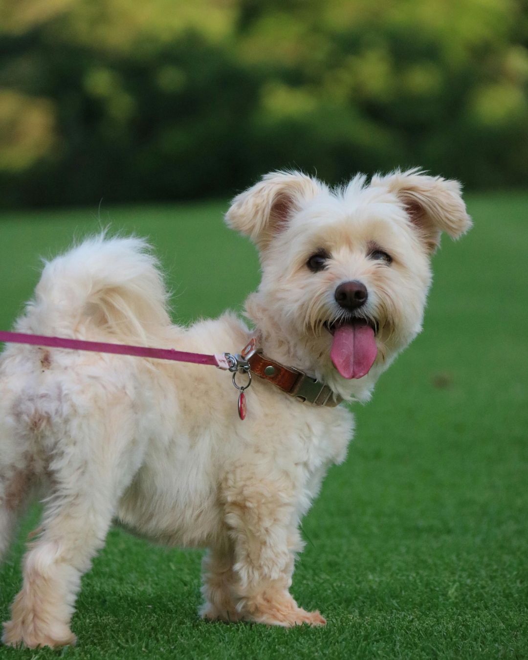 dog pulling on leash training step by step