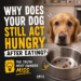Dog staring at food bowl after eating and still acting hungry