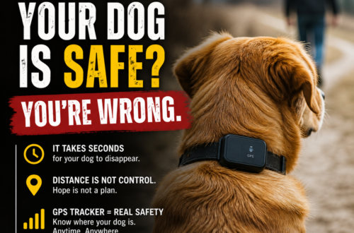 dog wearing gps collar looking into distance safety tracking device