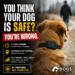 dog wearing gps collar looking into distance safety tracking device