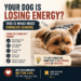 dog losing energy signs tired vs happy dog comparison