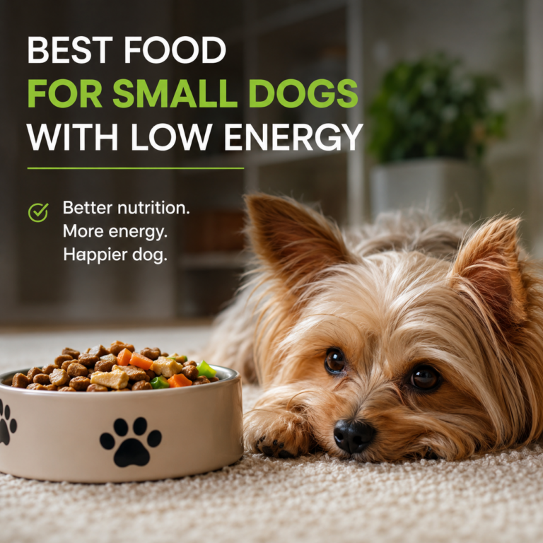 Small low energy dog lying next to a bowl of healthy dog food